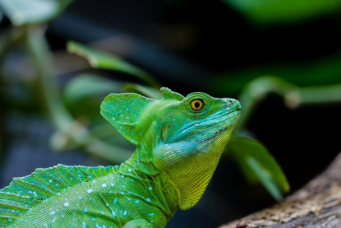 Green Basilisk Lizard with Crest