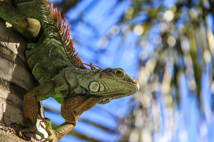 Green iguana perched on a palm tree in Puerto Rico