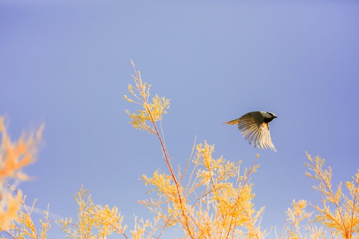 Bird in flight over yellow foliage against blue sky