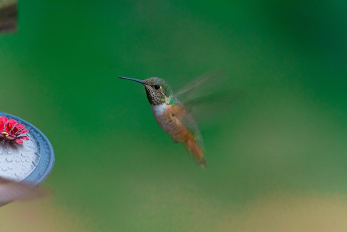 Hummingbird hovers near a feeder with a red flower