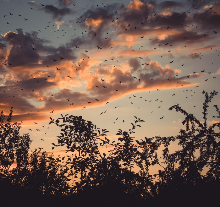 Flock of birds flying at sunset with silhouetted trees