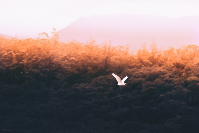 White bird flying over a forest at sunset