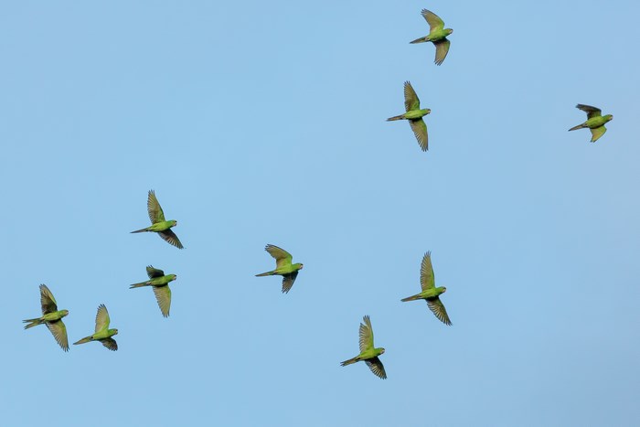 A flock of green parrots flying in a clear blue sky