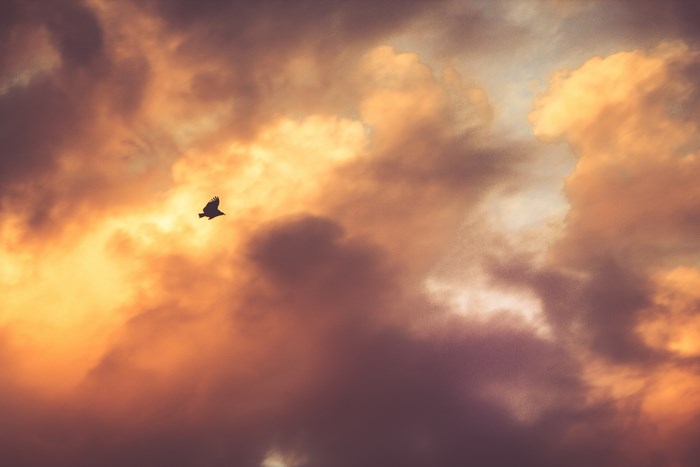 Bird flying through orange and purple clouds at sunset