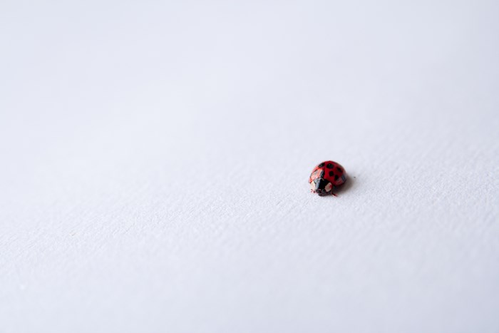 A Red Ladybug on a White Textured Surface