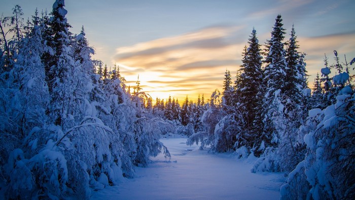 Snowy forest during sunrise