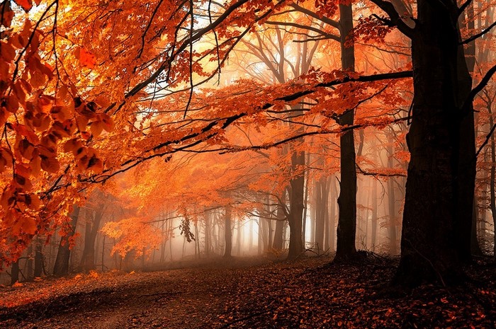 Autumn forest path with orange leaves and mist