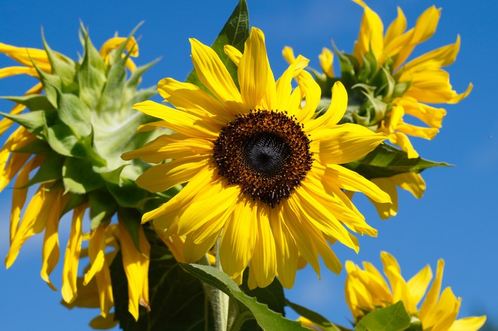 Common sunflowers in bloom against a blue sky