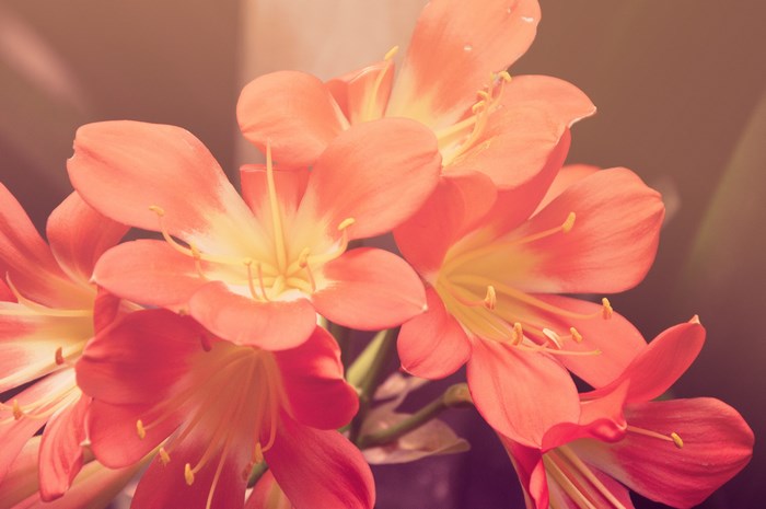 Close-up of orange and yellow Clivia flowers