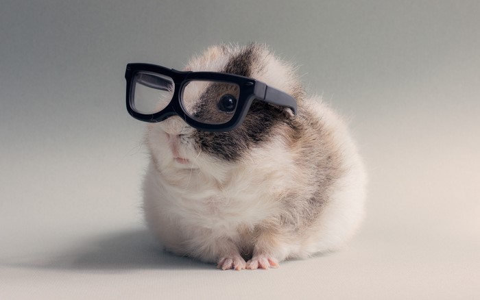 Guinea pig wearing glasses