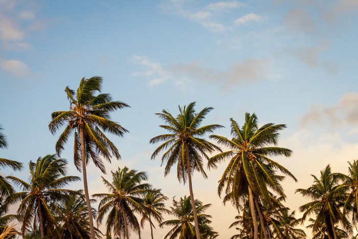 Palm trees against a cloudy sky at sunset