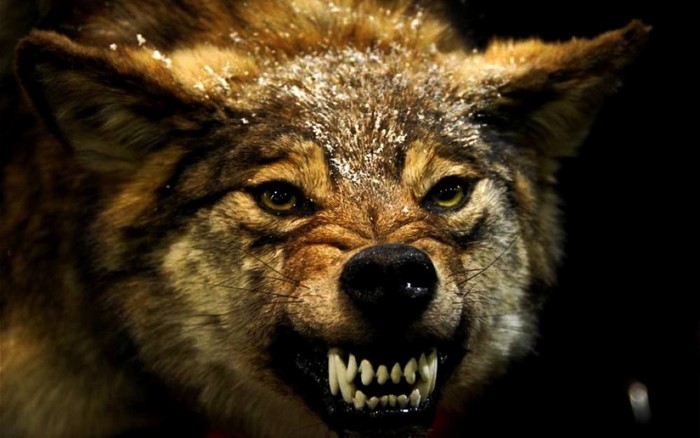 Close-up of an angry wolf with snow