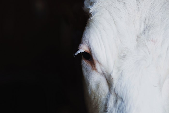 Close up of a white cow's eye