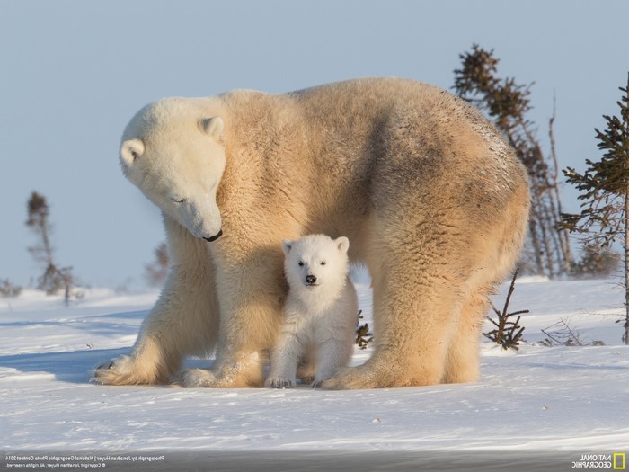Polar bear mother and cub in snow