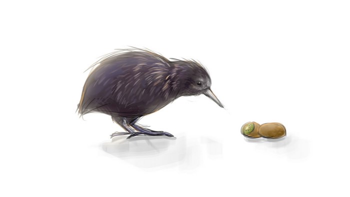 Kiwi bird looking at kiwi fruit
