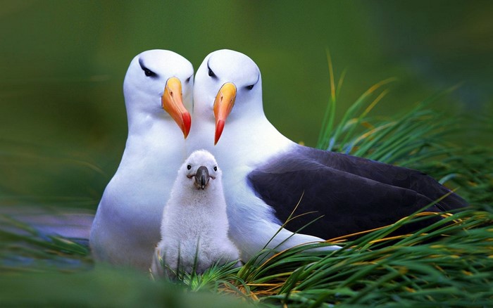 Albatross family with chick in grass