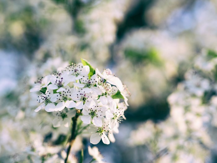 White cherry blossoms on a branch with bokeh background