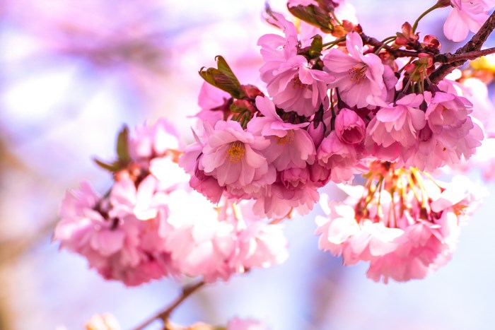 Pink cherry blossoms on a branch with bokeh background