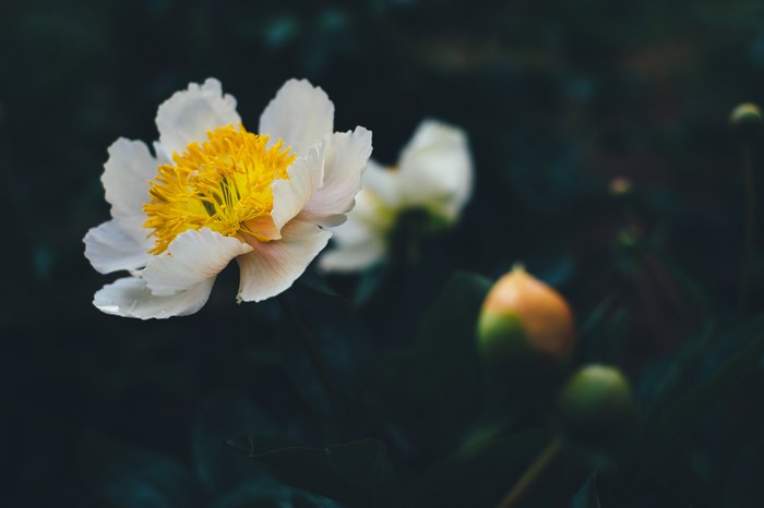 White Peony Flower with Yellow Pollen Blooming