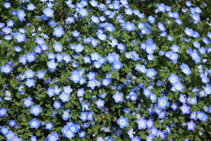 A field of delicate blue flowers with green leaves