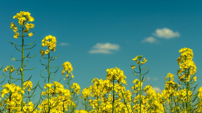 Bright Yellow Canola Field Under Clear Blue Sky