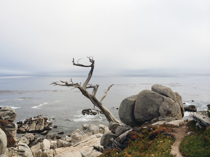 Dead tree on a rocky coastline with ocean and cloudy sky