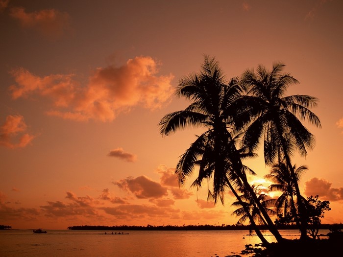 Palm trees silhouetted against a sunset over the sea