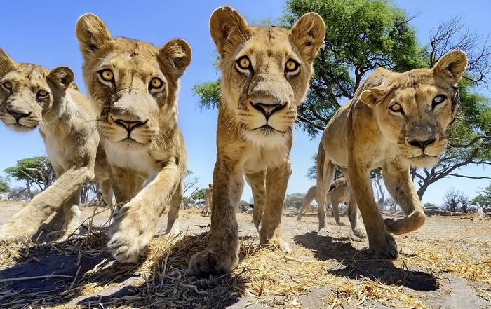 Lions approaching the camera in the African savanna