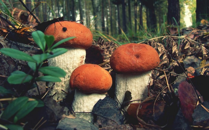 Three orange-capped mushrooms in a forest floor