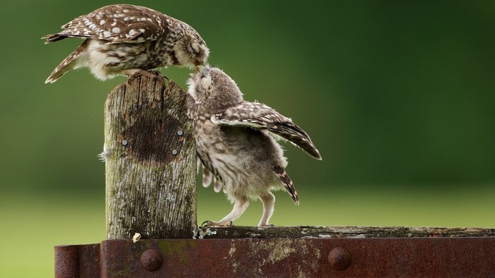 Two little owls on a wooden post