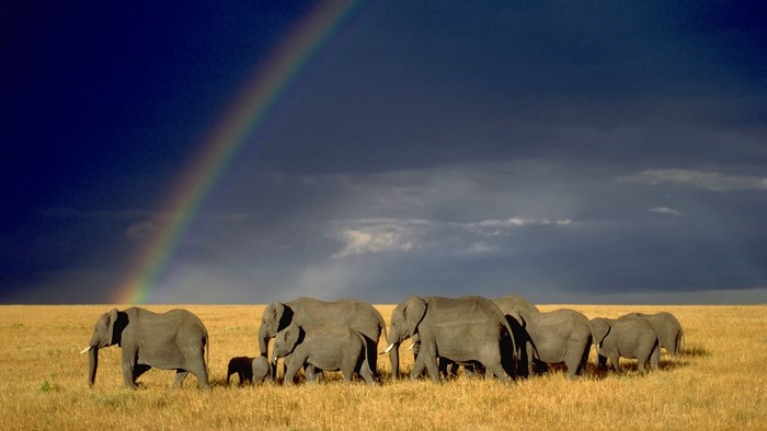 Elephants walking in a savannah under a rainbow