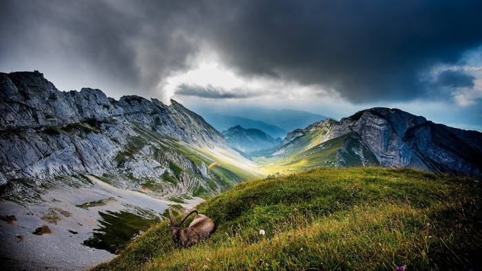 Mountain valley with paraglider and ibex