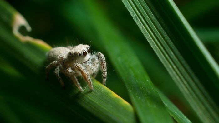 Jumping spider on a green leaf