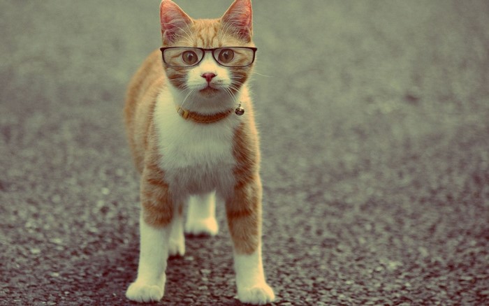 Orange and white cat wearing glasses