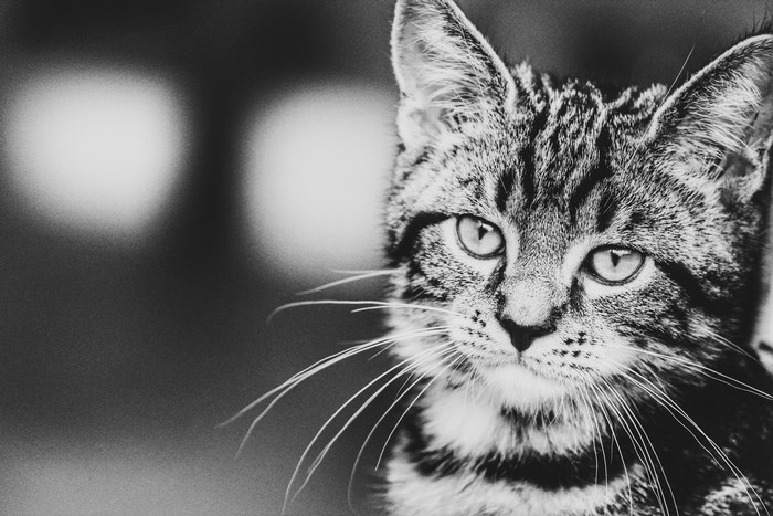 Black and white portrait of a tabby kitten