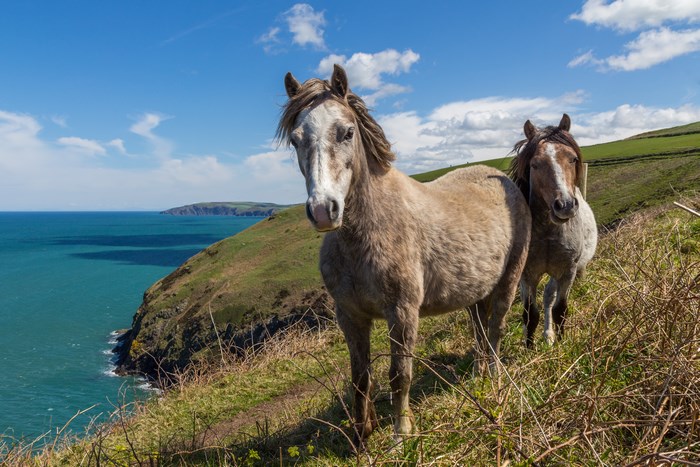 Two horses on a grassy cliff overlooking the sea