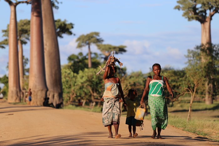 People walking on a dirt road in Madagascar with baobab trees