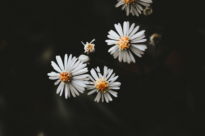 Close-up of white daisies with yellow centers