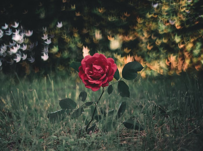 Red rose in grass with bokeh background
