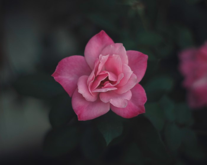Close up of a pink rose in bloom