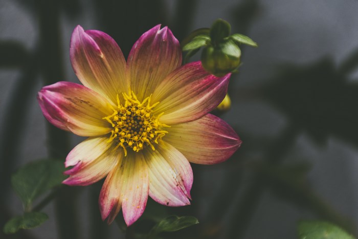 Close-up of a pink and yellow dahlia flower with a bud