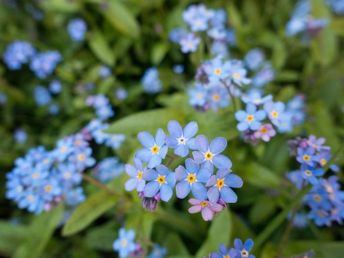 Close-up of blue forget-me-not flowers with green leaves
