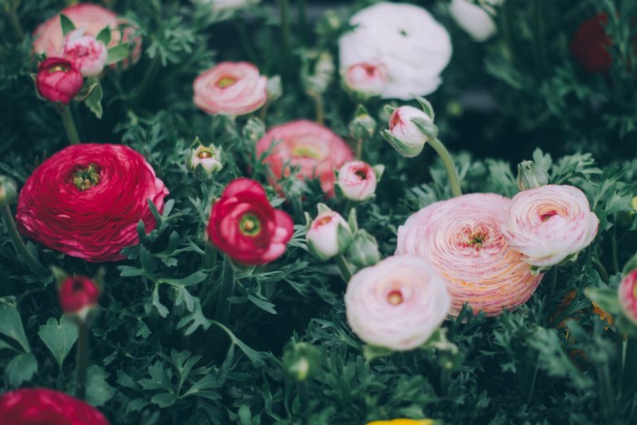 Pink and red ranunculus flowers in bloom