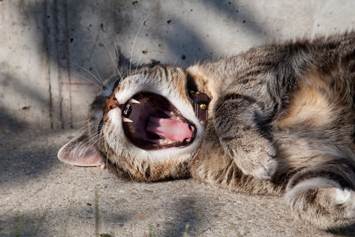 Yawning Lazy Tabby Cat Relaxing Outdoors