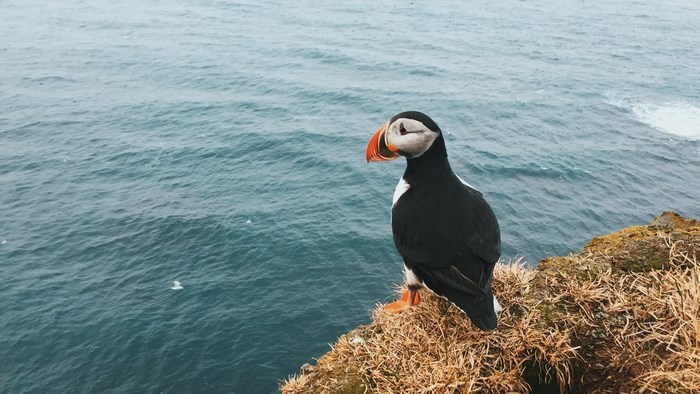 Puffin Standing on a Cliff Overlooking Ocean