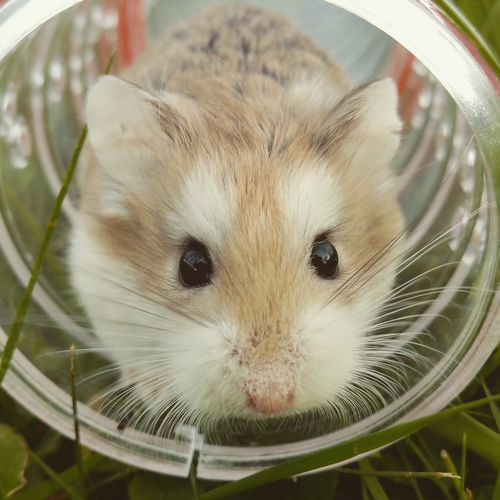 Close up of a hamster in a clear tube