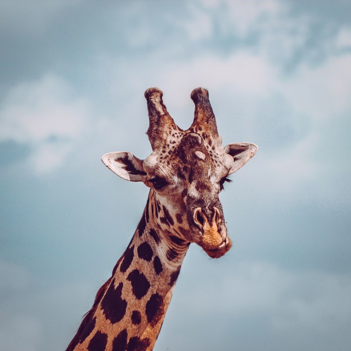 Close-up portrait of a giraffe's head against a cloudy sky