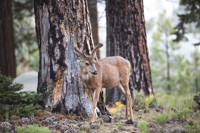 Young deer with antlers standing by a tree trunk