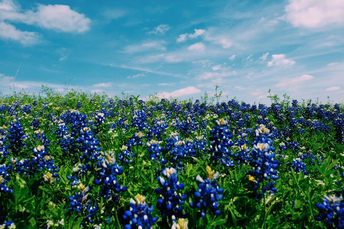 Field of Bluebonnets under a Blue Sky