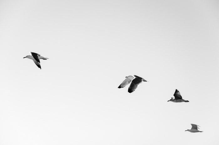 Four seagulls flying in a clear sky